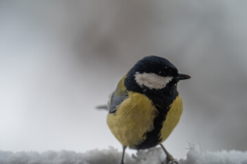 Fototapeta premium Winter Portrait of a Great Tit (Parus major) Perched on a Snowy Ledge