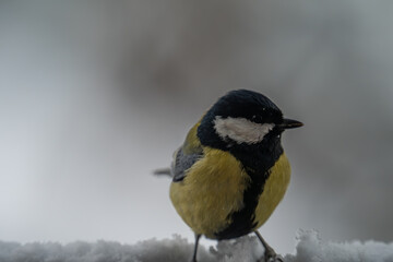 Fototapeta premium Winter Portrait of a Great Tit (Parus major) Perched on a Snowy Ledge