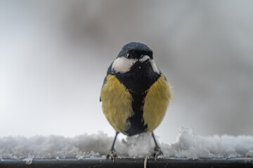 Winter Portrait of a Great Tit (Parus major) Perched on a Snowy Ledge