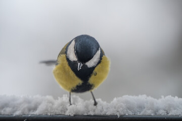 Winter Portrait of a Great Tit (Parus major) Perched on a Snowy Ledge