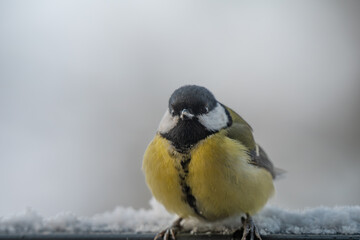 Winter Portrait of a Great Tit (Parus major) Perched on a Snowy Ledge