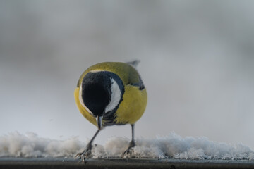 Winter Portrait of a Great Tit (Parus major) Perched on a Snowy Ledge