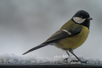 Winter Portrait of a Great Tit (Parus major) Perched on a Snowy Ledge