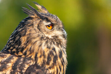 European Eagle Owl