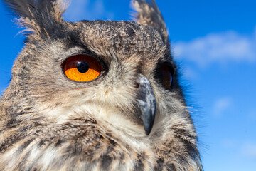 European Eagle Owl