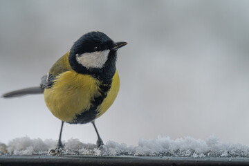 Winter Portrait of a Great Tit (Parus major) Perched on a Snowy Ledge
