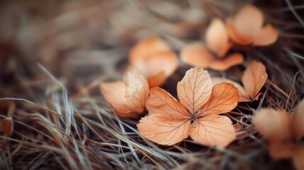 Close up view of delicate dried flowers on a bed of dry straw