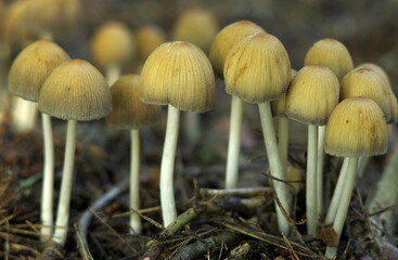 mushrooms in the woods