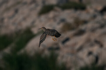 bird of prey