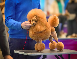 Apricot toy poodle posing at a dog show