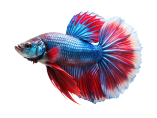 Vibrant betta fish with flowing fins and scales displaying red blue and white colors isolated on transparent background