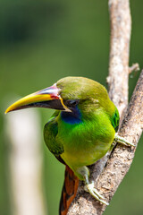 Obraz premium Emerald toucanet (Aulacorhynchus prasinus), small toucan. Beautiful bird at San Gerardo de Dota, Wildlife and birdwatching in Costa Rica.