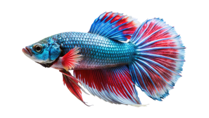 Vibrant siamese fighting fish with flowing fins displaying blue red and white colors isolated on transparent background