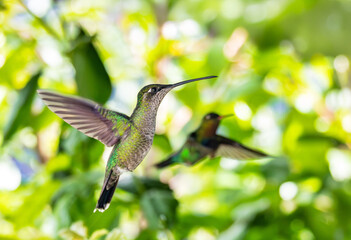 Fototapeta premium Flying Talamanca hummingbird (Eugenes spectabilis) or admirable hummingbird against blurry background with space for text. San Gerardo de Dota, Wildlife and birdwatching in Costa Rica.