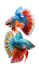 Vibrant siamese fighting fish with flowing fins displayed together isolated on transparent background