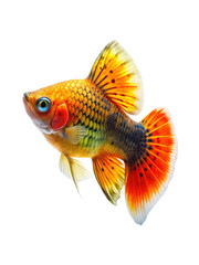 Fototapeta premium Vibrant orange and yellow guppy fish with detailed scales and fins isolated on transparent background