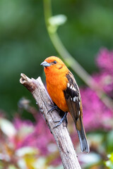 small bird Flame-colored Tanager (Piranga bidentata), male on a branch in San Gerardo de Dota, Wildlife and birdwatching in Costa Rica.