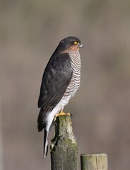 Eurasian Sparrowhawk on fence post