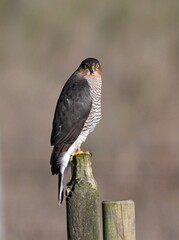 Eurasian Sparrowhawk on fence post