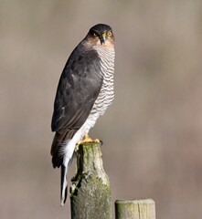 Eurasian Sparrowhawk on fence post