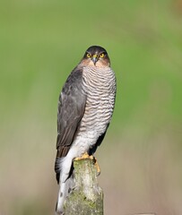 Eurasian Sparrowhawk on fence post