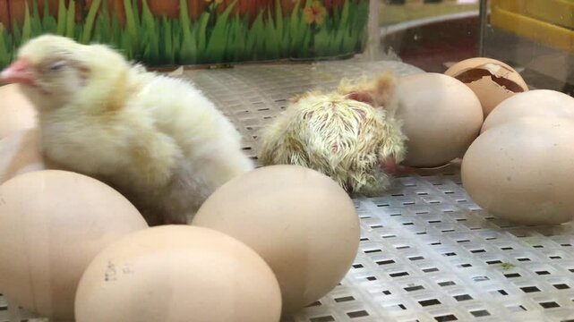 Newborn chick hatching from an egg in incubator