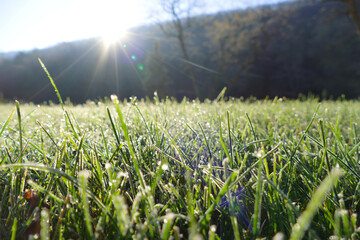 Vibrant Green Meadow with Early Morning Dew and Sunlight