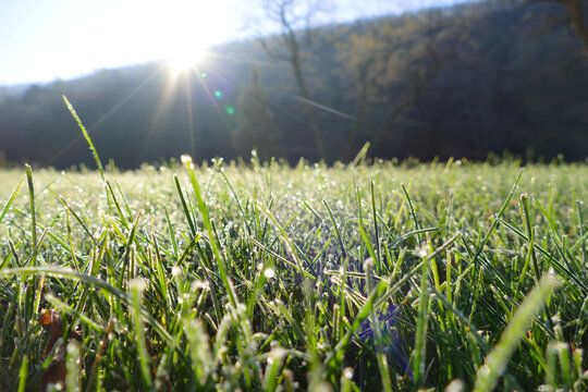 Vibrant Green Meadow with Early Morning Dew and Sunlight