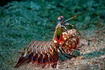 Peacock Mantis, Fangschreckekrebs (Odontodactylus scyllanus)