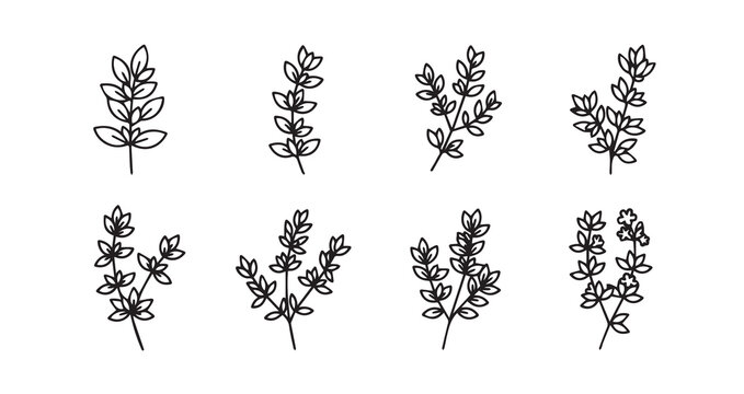 Thyme icon 6 pec set black line art