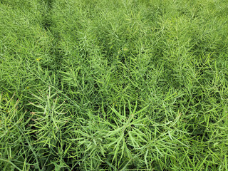 Green plant background. Grass plant background. Green plants