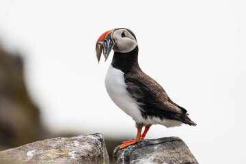 Puffin oder Papageientaucher mit Fisch im Schnabel