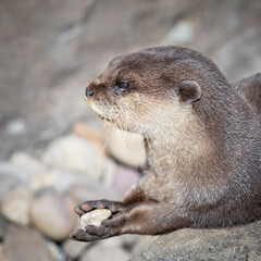 Small Otter Holding a Rock in its Paw