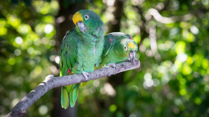 Pair of Yellow Crowned Amazon Perched Together