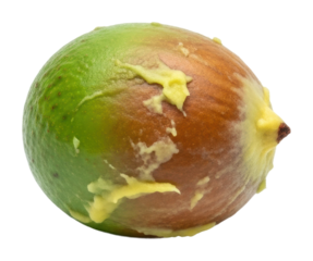 Harvesting fresh avocado fruit orchard food isolated on transparent background