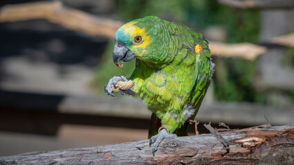 Blue Fronted Amazon Holding a Nut in its Claws