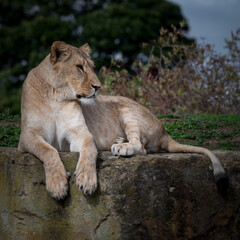 Female Lion at Rest on a Large Rock