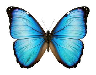 Obraz premium Captivating blue butterfly display nature outdoors isolated on transparent background