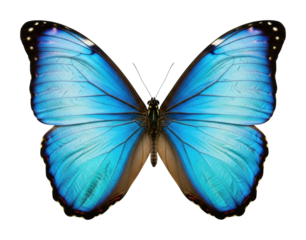 Captivating blue butterfly display nature outdoors isolated on transparent background