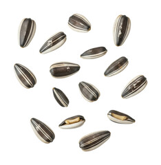 Sowing sunflower seeds garden natural light view isolated on transparent background