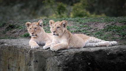 Two Lion Cubs Resting on a Rock Together