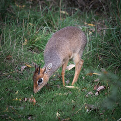 Kirks Dik Dik Feeding on Grass