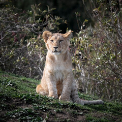 Young Lion Cub Resting on Grass