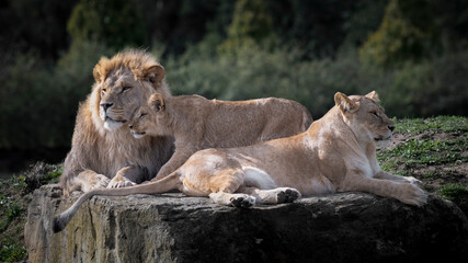 Pride of Lions Resting Together