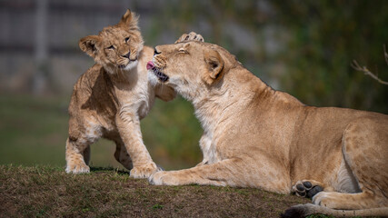 Adult Female Lioness Cleaning Her Cub