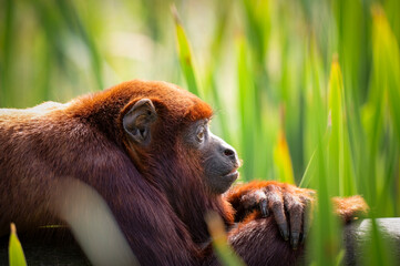 Red Howler Monkey Resting