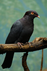 Fototapeta premium Scaly-naped pigeon (Patagioenas squamosa) perched on a branch