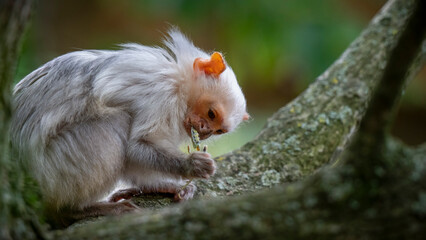 Silvery Marmoset Feeding on an Insect