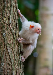 Silvery Marmoset Feeding on an Insect