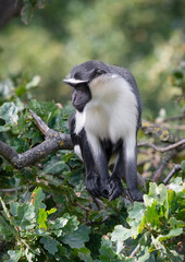Roloway Monkey Sitting in a Tree